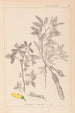 Herbier de la flore française Pl0163 - Louis Antoine Cusin — artwork view