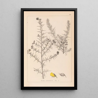 Herbier de la flore française Pl0164 - Louis Antoine Cusin — framed artwork on a wall