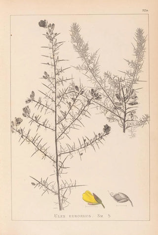 Herbier de la flore française Pl0164 - Louis Antoine Cusin — artwork view