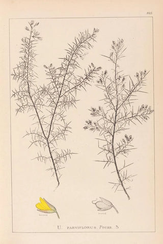 Herbier de la flore française Pl0165 - Louis Antoine Cusin — artwork view
