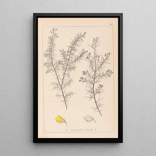 Herbier de la flore française Pl0165 - Louis Antoine Cusin — framed artwork on a wall