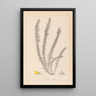 Herbier de la flore française Pl0166 - Louis Antoine Cusin — framed artwork on a wall