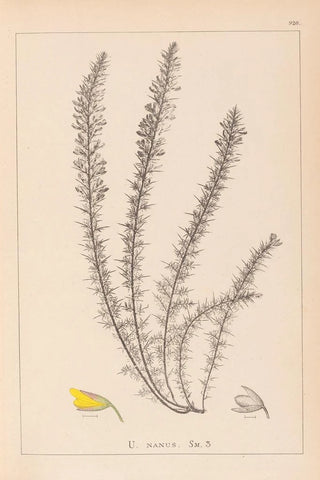 Herbier de la flore française Pl0166 - Louis Antoine Cusin — artwork view