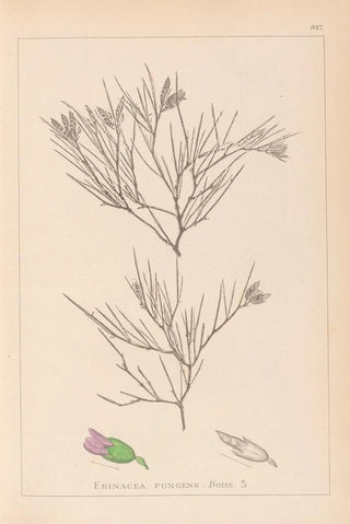 Herbier de la flore française Pl0167 - Louis Antoine Cusin — artwork view