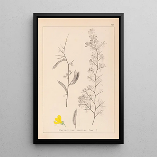 Herbier de la flore française Pl0168 - Louis Antoine Cusin — framed artwork on a wall