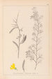 Herbier de la flore française Pl0168 - Louis Antoine Cusin — artwork view