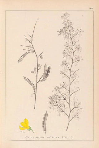 Herbier de la flore française Pl0168 - Louis Antoine Cusin — artwork view