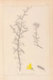 Herbier de la flore française Pl0169 - Louis Antoine Cusin — artwork view