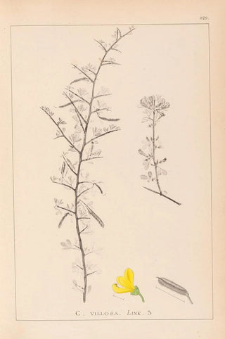 Herbier de la flore française Pl0169 - Louis Antoine Cusin — artwork view