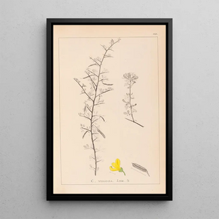 Herbier de la flore française Pl0169 - Louis Antoine Cusin — framed artwork on a wall