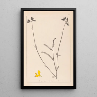 Herbier de la flore française Pl0170 - Louis Antoine Cusin — framed artwork on a wall