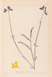 Herbier de la flore française Pl0170 - Louis Antoine Cusin — artwork view