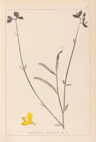 Herbier de la flore française Pl0170 - Louis Antoine Cusin — artwork view