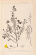 Herbier de la flore française Pl0171 - Louis Antoine Cusin — artwork view