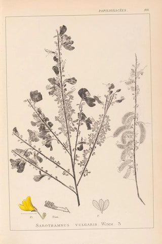 Herbier de la flore française Pl0171 - Louis Antoine Cusin — artwork view
