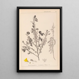 Herbier de la flore française Pl0171 - Louis Antoine Cusin — framed artwork on a wall
