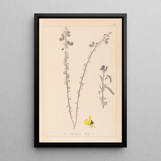 Herbier de la flore française Pl0172 - Louis Antoine Cusin — framed artwork on a wall
