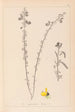 Herbier de la flore française Pl0172 - Louis Antoine Cusin — artwork view