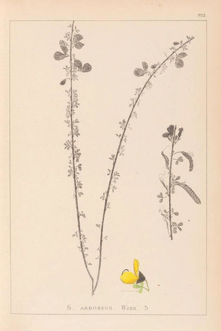 Herbier de la flore française Pl0172 - Louis Antoine Cusin — artwork view