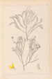 Herbier de la flore française Pl0173 - Louis Antoine Cusin — artwork view