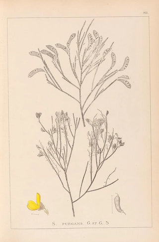 Herbier de la flore française Pl0173 - Louis Antoine Cusin — artwork view