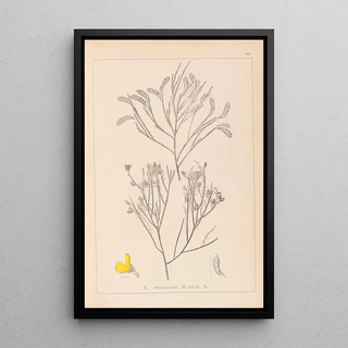 Herbier de la flore française Pl0173 - Louis Antoine Cusin — framed artwork on a wall