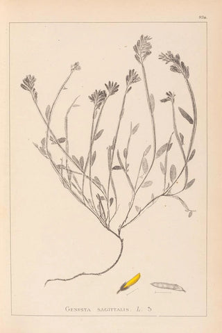 Herbier de la flore française Pl0174 - Louis Antoine Cusin — artwork view