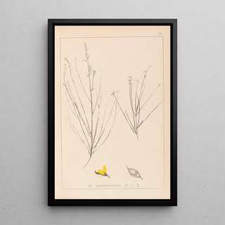 Herbier de la flore française Pl0175 - Louis Antoine Cusin — framed artwork on a wall