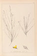 Herbier de la flore française Pl0175 - Louis Antoine Cusin — artwork view