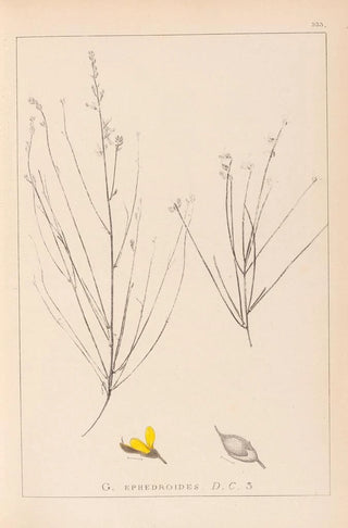 Herbier de la flore française Pl0175 - Louis Antoine Cusin — artwork view
