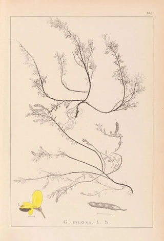 Herbier de la flore française Pl0176 - Louis Antoine Cusin — artwork view