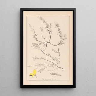 Herbier de la flore française Pl0176 - Louis Antoine Cusin — framed artwork on a wall