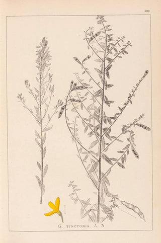 Herbier de la flore française Pl0178 - Louis Antoine Cusin — artwork view