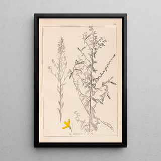 Herbier de la flore française Pl0178 - Louis Antoine Cusin — framed artwork on a wall