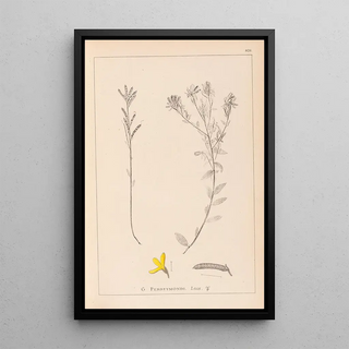 Herbier de la flore française Pl0179 - Louis Antoine Cusin — framed artwork on a wall