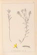 Herbier de la flore française Pl0179 - Louis Antoine Cusin — artwork view