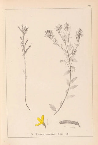 Herbier de la flore française Pl0179 - Louis Antoine Cusin — artwork view