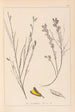 Herbier de la flore française Pl0180 - Louis Antoine Cusin — artwork view