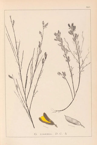 Herbier de la flore française Pl0180 - Louis Antoine Cusin — artwork view