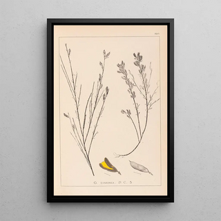 Herbier de la flore française Pl0180 - Louis Antoine Cusin — framed artwork on a wall