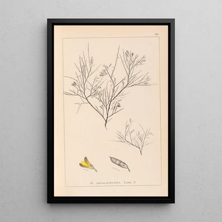 Herbier de la flore française Pl0181 - Louis Antoine Cusin — framed artwork on a wall