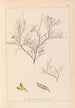 Herbier de la flore française Pl0181 - Louis Antoine Cusin — artwork view