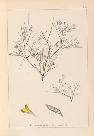 Herbier de la flore française Pl0181 - Louis Antoine Cusin — artwork view