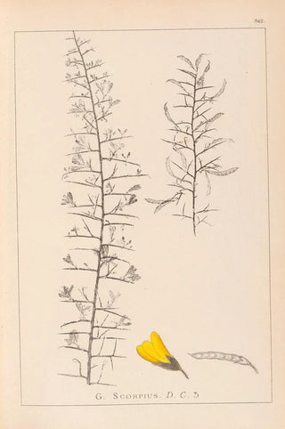 Herbier de la flore française Pl0182 - Louis Antoine Cusin — artwork view