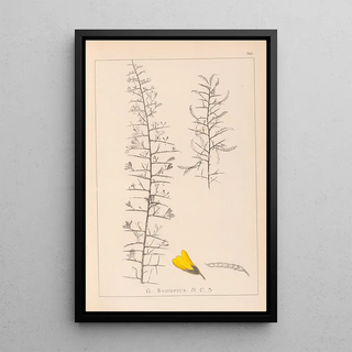 Herbier de la flore française Pl0182 - Louis Antoine Cusin — framed artwork on a wall