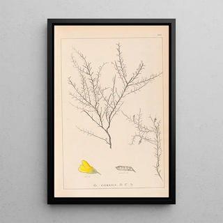 Herbier de la flore française Pl0183 - Louis Antoine Cusin — framed artwork on a wall
