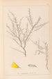 Herbier de la flore française Pl0183 - Louis Antoine Cusin — artwork view