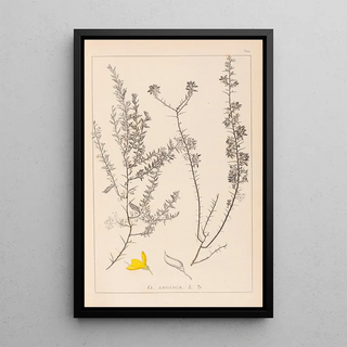 Herbier de la flore française Pl0184 - Louis Antoine Cusin — framed artwork on a wall