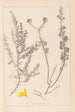 Herbier de la flore française Pl0184 - Louis Antoine Cusin — artwork view