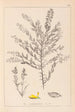 Herbier de la flore française Pl0185 - Louis Antoine Cusin — artwork view